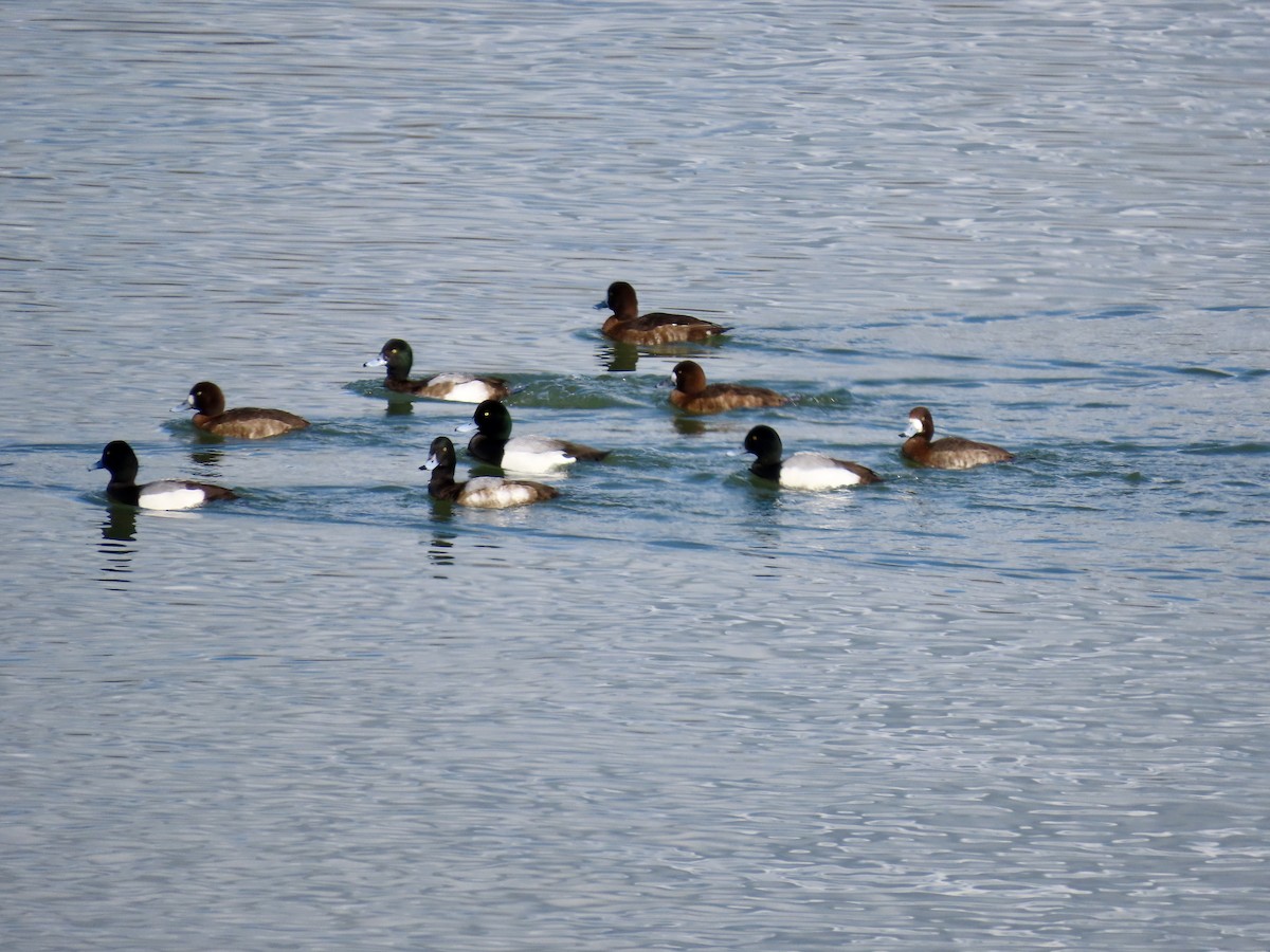 Greater Scaup - ML616511399
