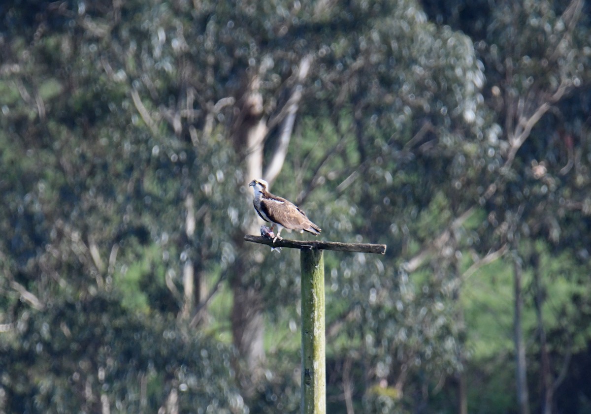 Osprey - José Barrueso Franco