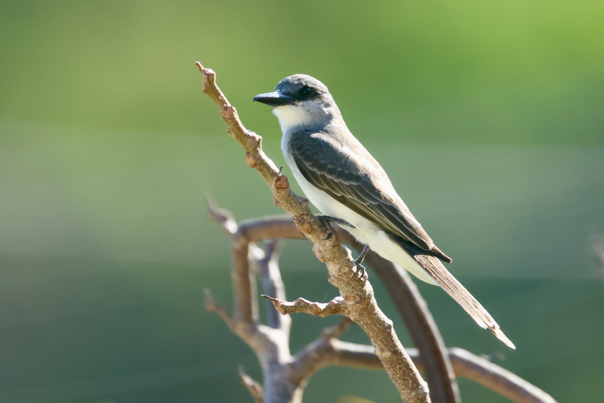 Gray Kingbird - Ryan Terrill