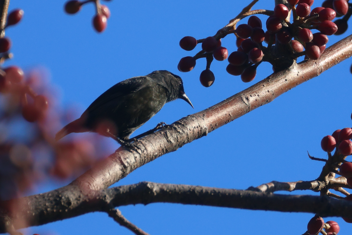 Bananaquit (Grenada) - Ryan Terrill