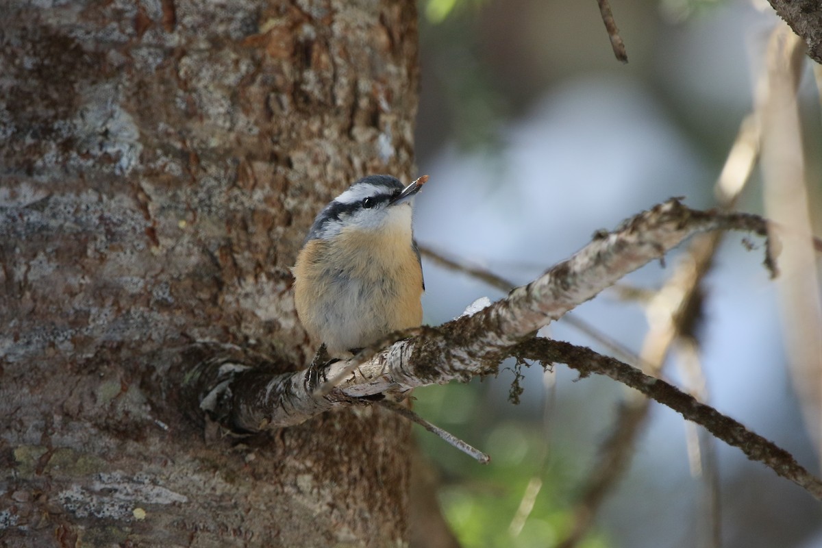 Red-breasted Nuthatch - ML616511441