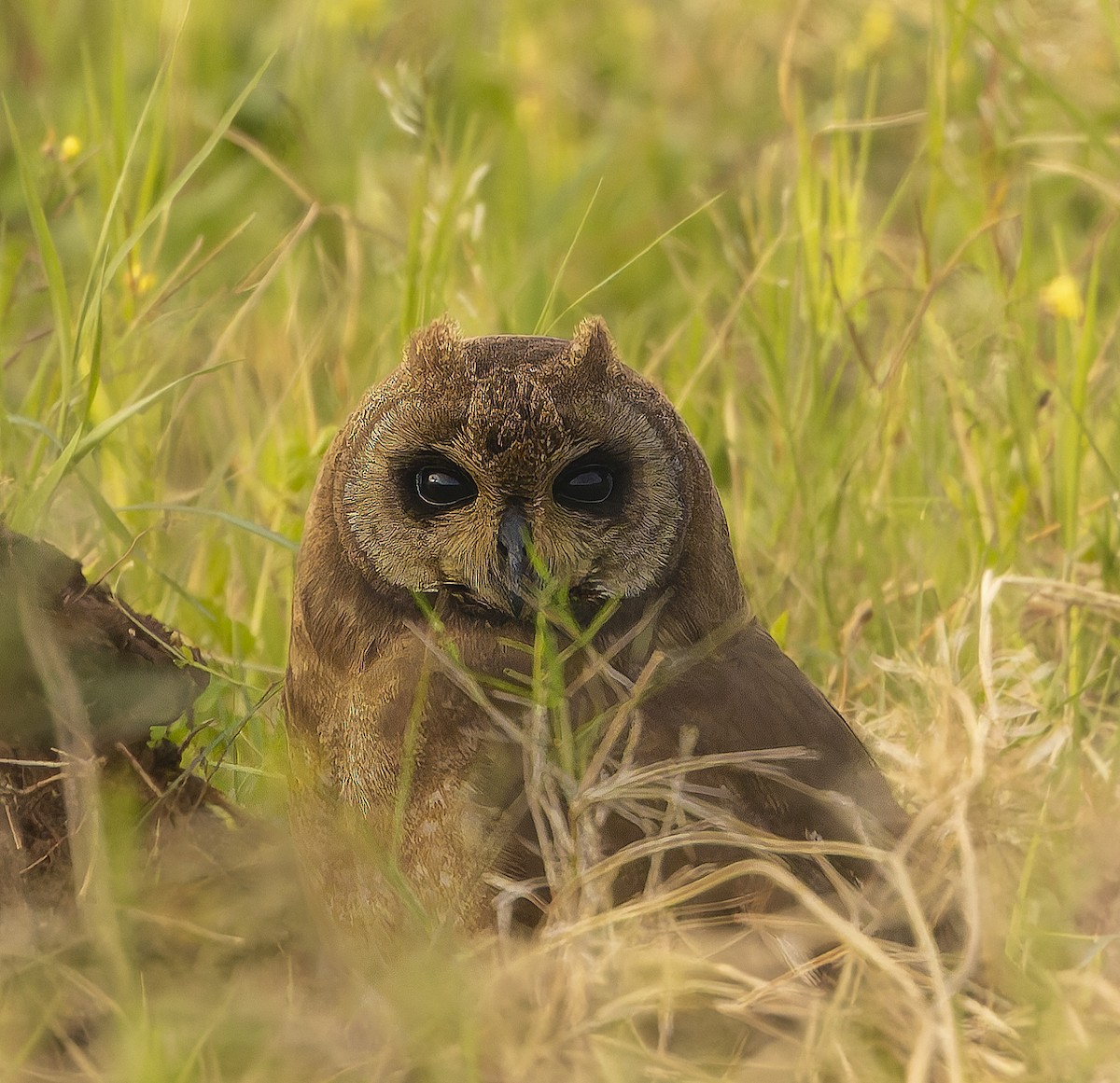 Marsh Owl - ML616511442
