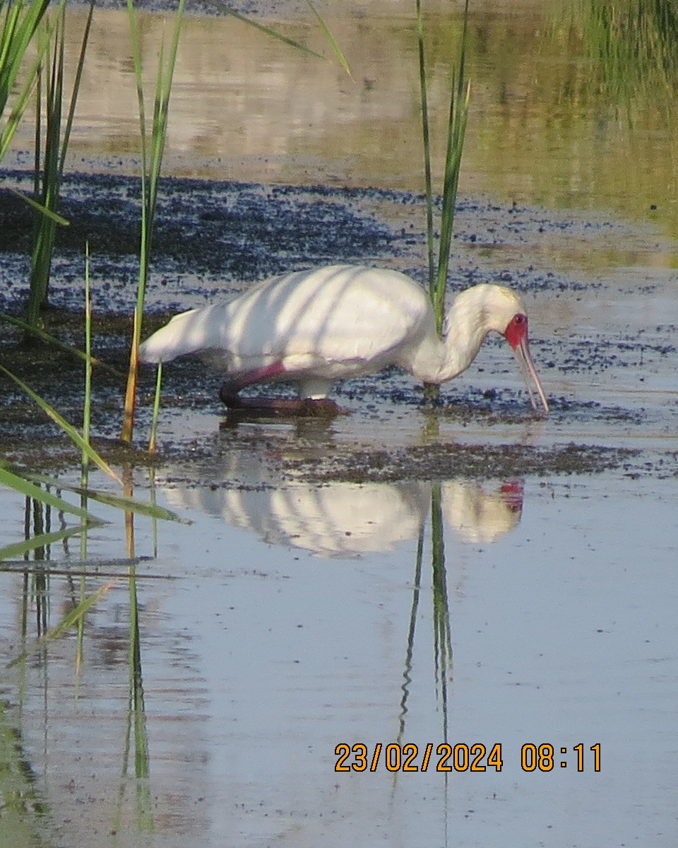 African Spoonbill - ML616511500