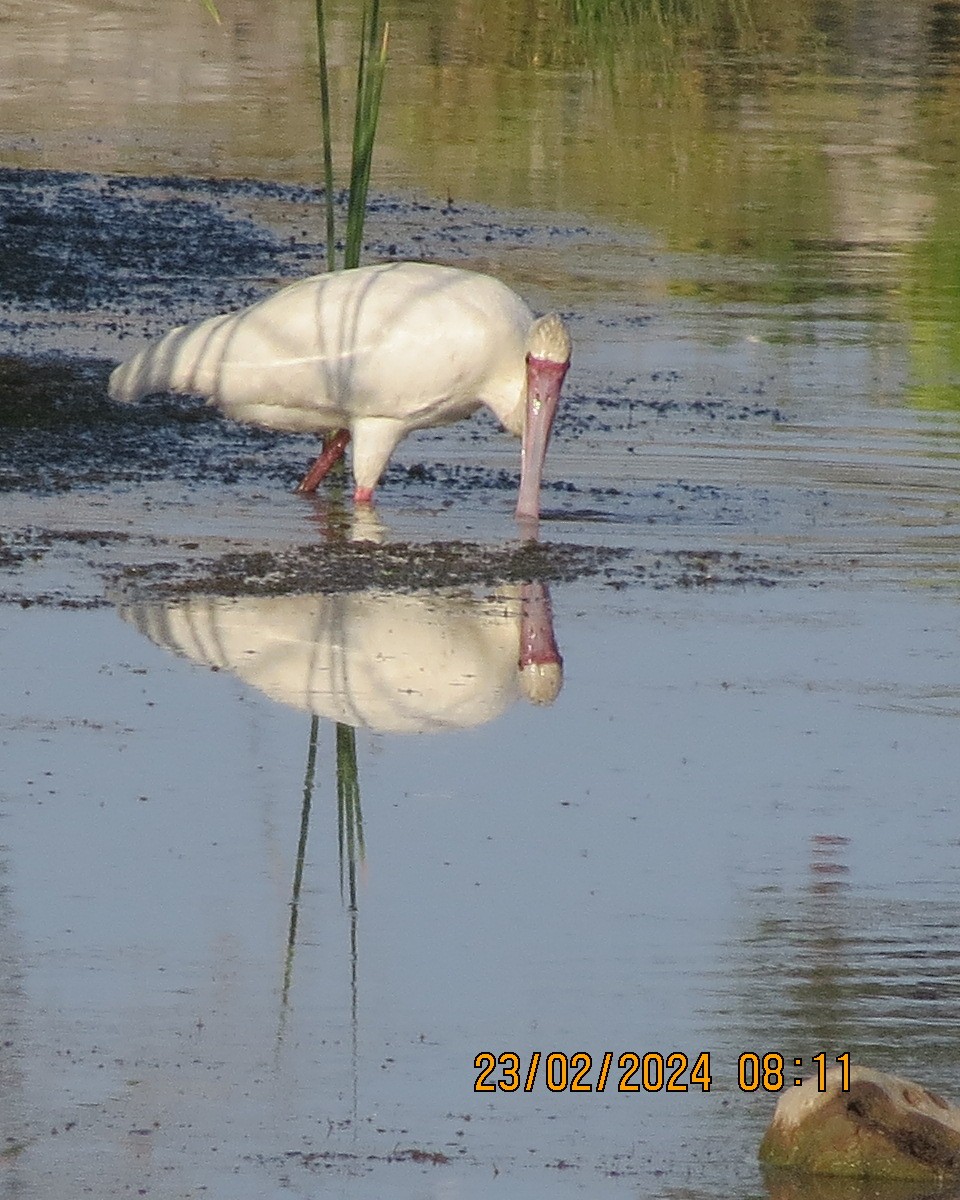 African Spoonbill - ML616511502