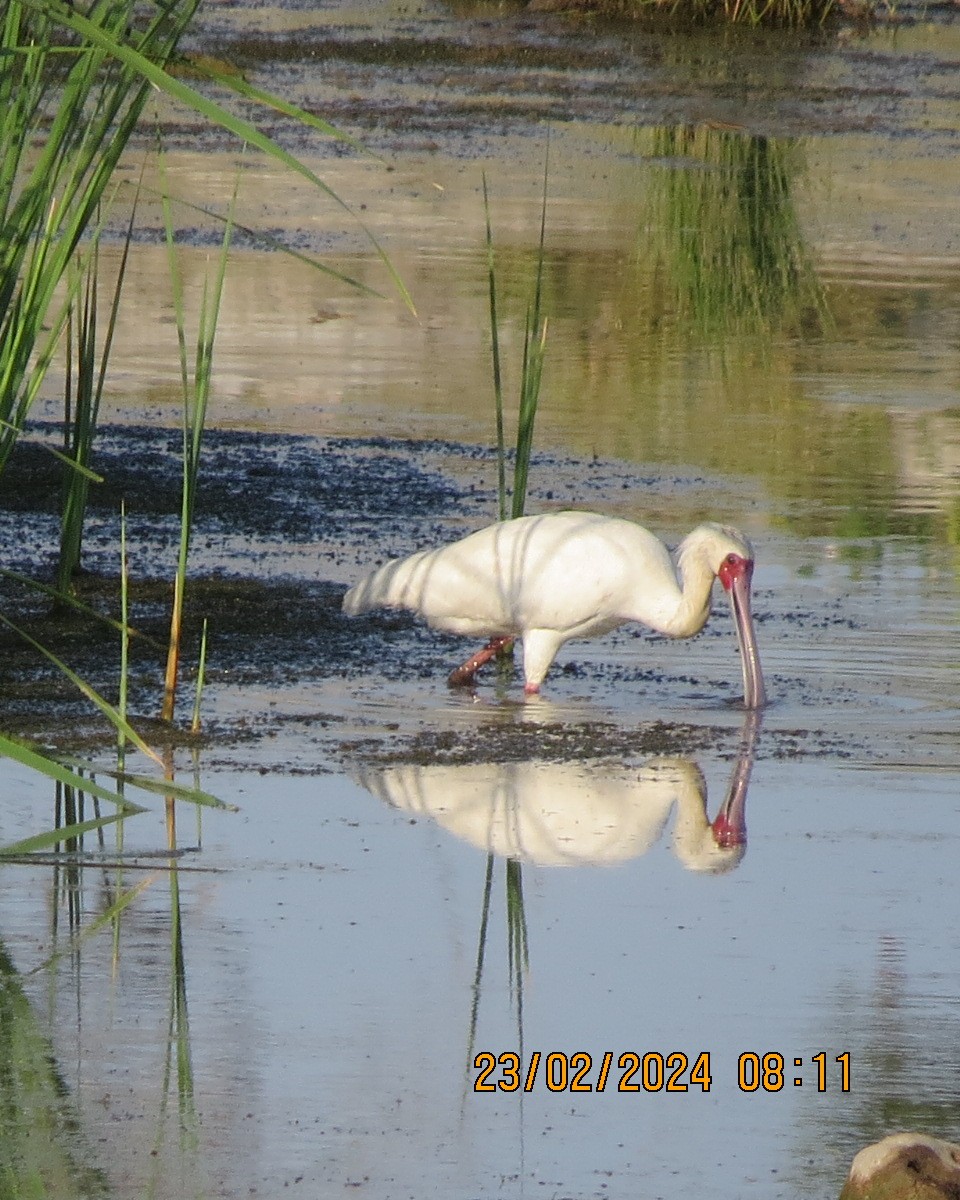 African Spoonbill - ML616511505