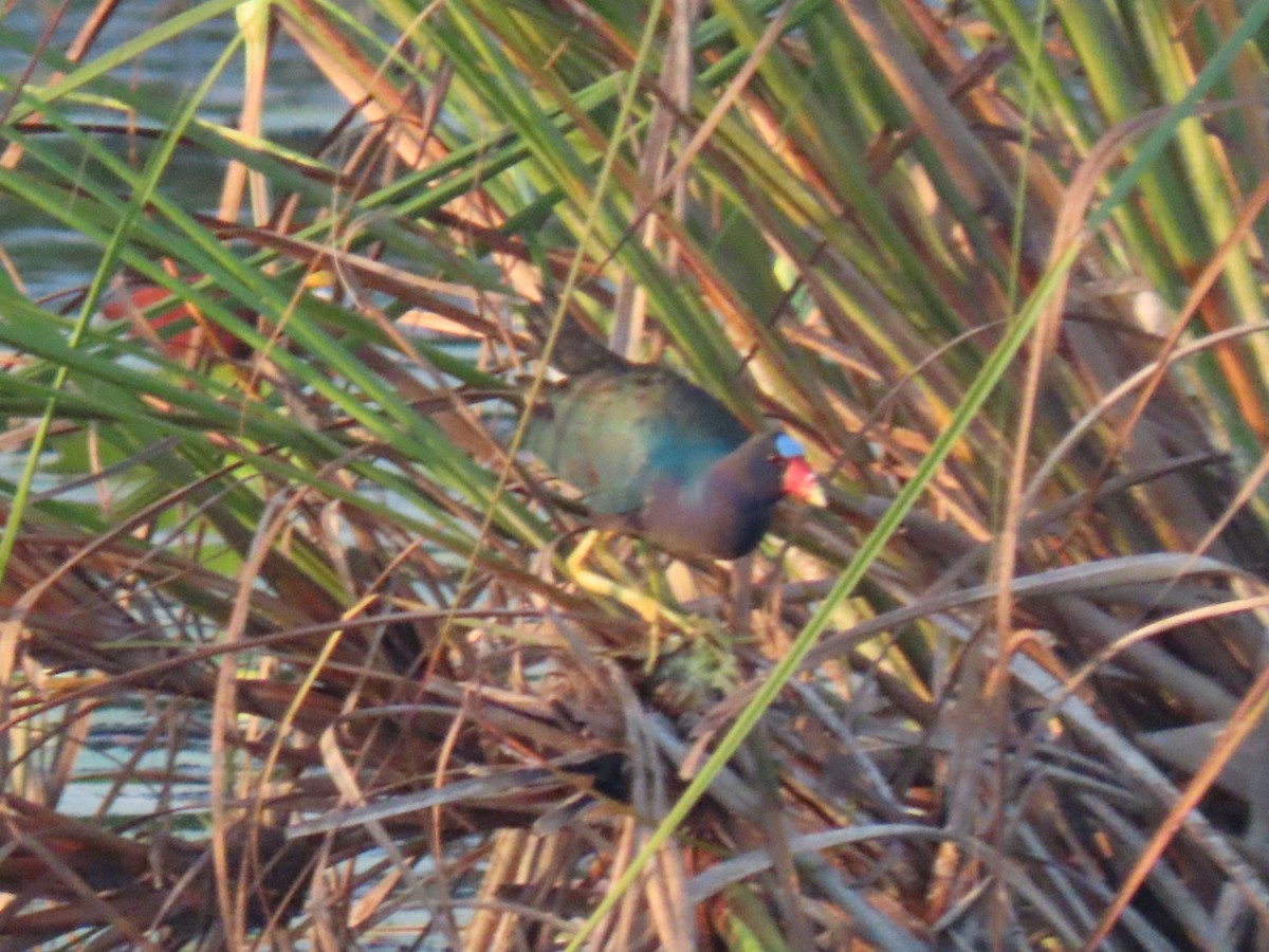 Purple Gallinule - ML616511527