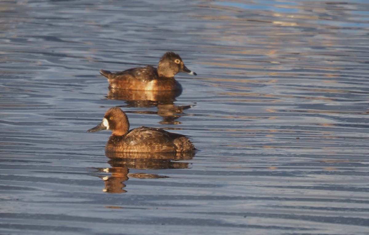 Lesser Scaup - Cheryl/Jeff Heikoop