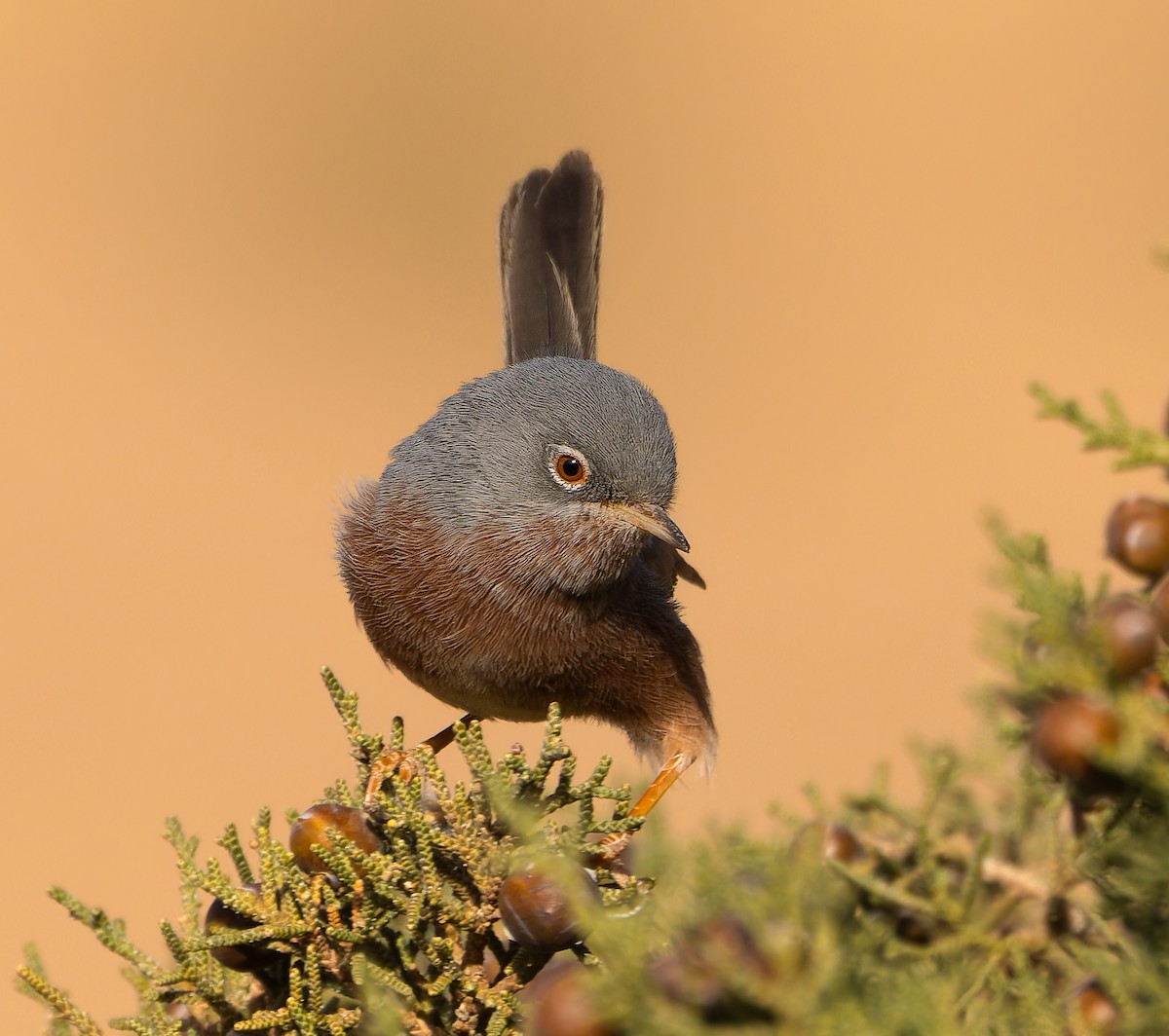 Tristram's Warbler - ML616511538
