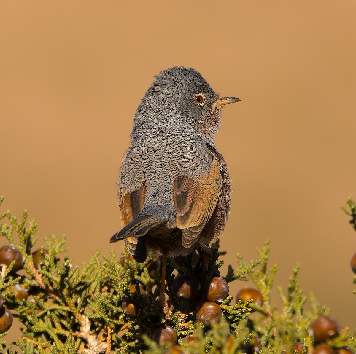 Tristram's Warbler - ML616511539
