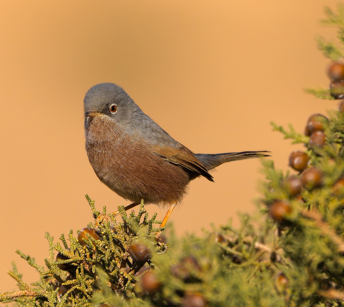 Tristram's Warbler - ML616511541