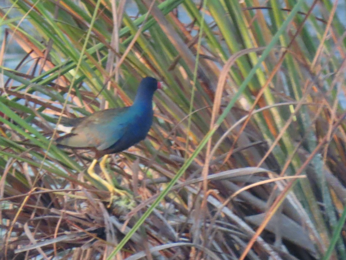 Purple Gallinule - ML616511543