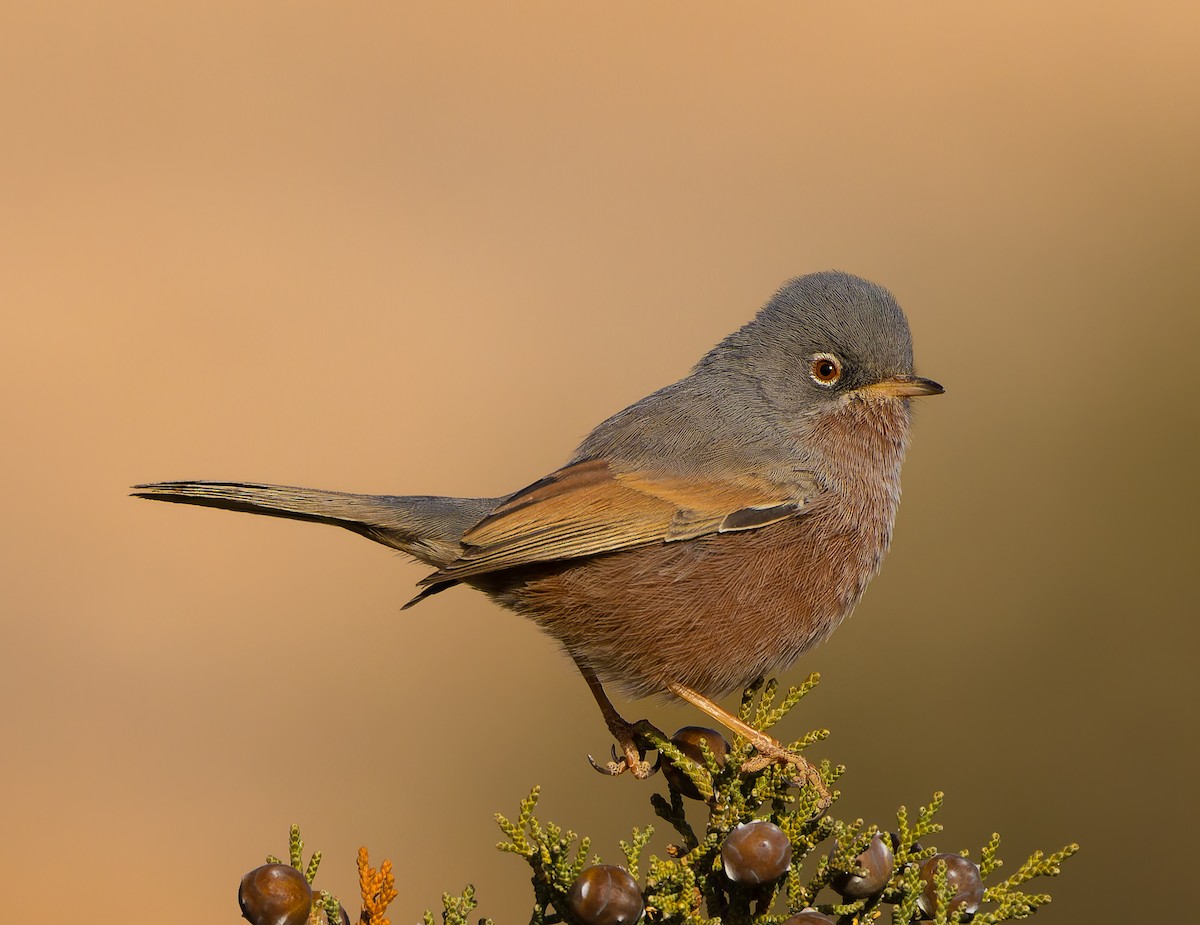 Tristram's Warbler - ML616511554
