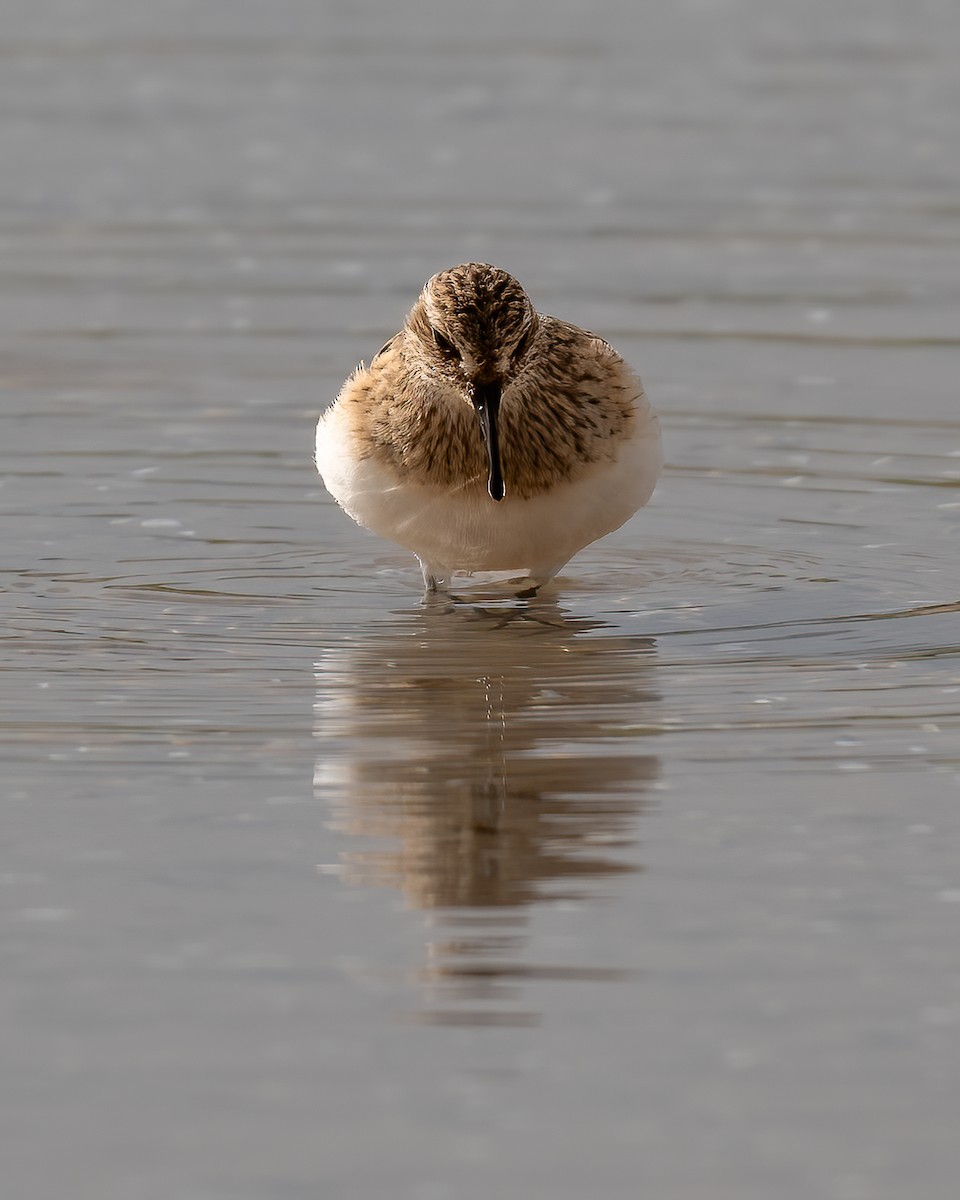 Baird's Sandpiper - Greg Reynolds