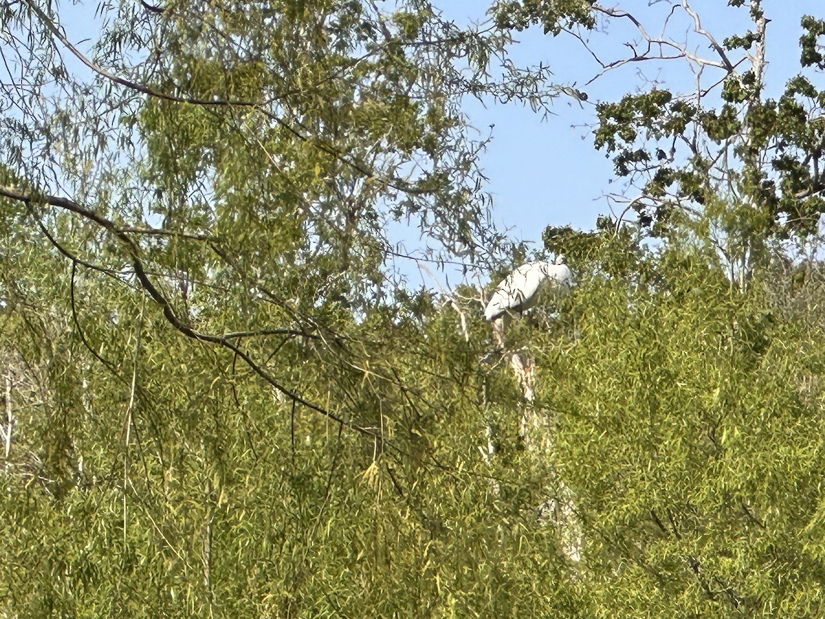 Wood Stork - ML616511569