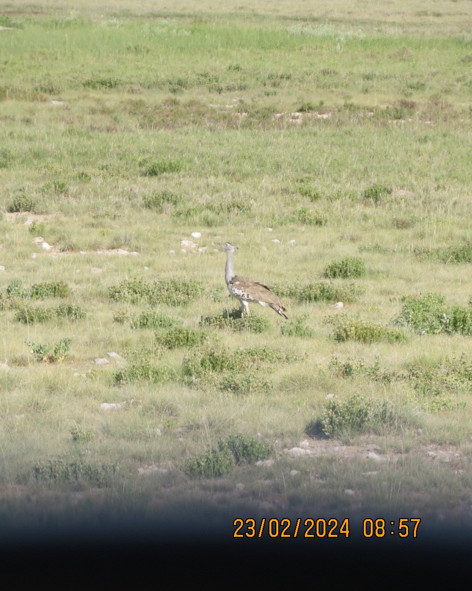 Kori Bustard - ML616511683