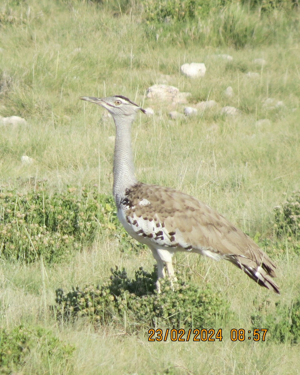 Kori Bustard - ML616511685