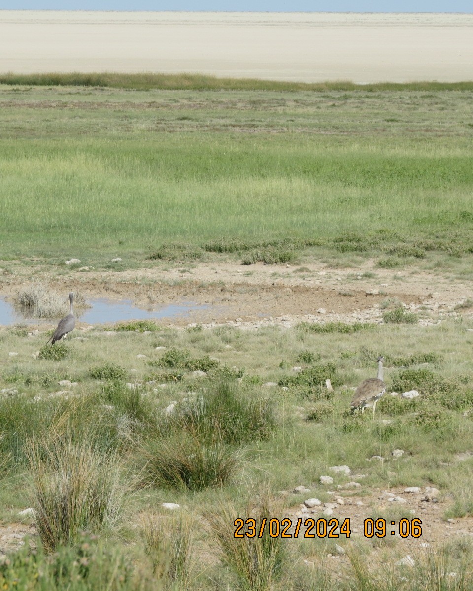 Kori Bustard - ML616511697