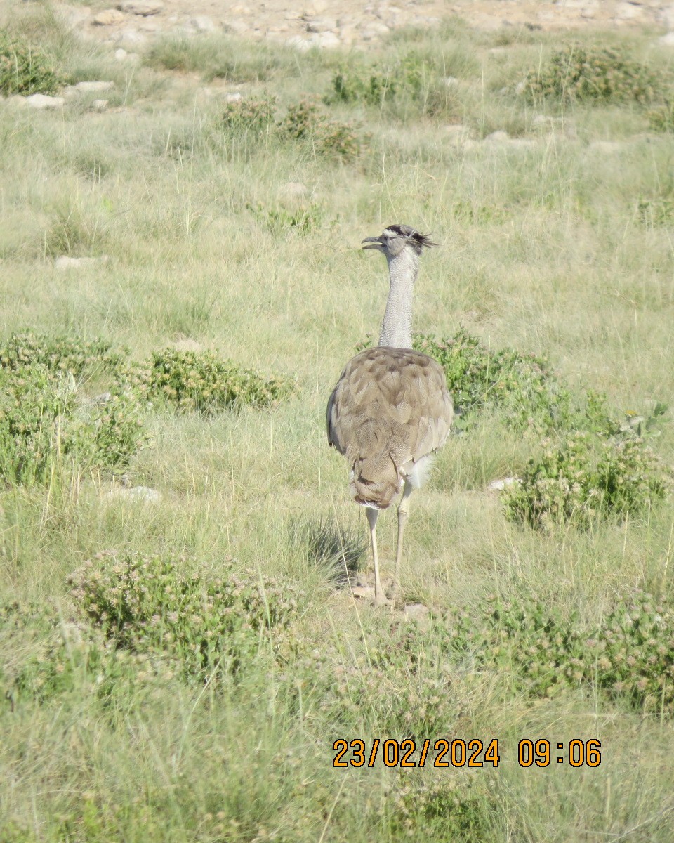 Kori Bustard - ML616511703