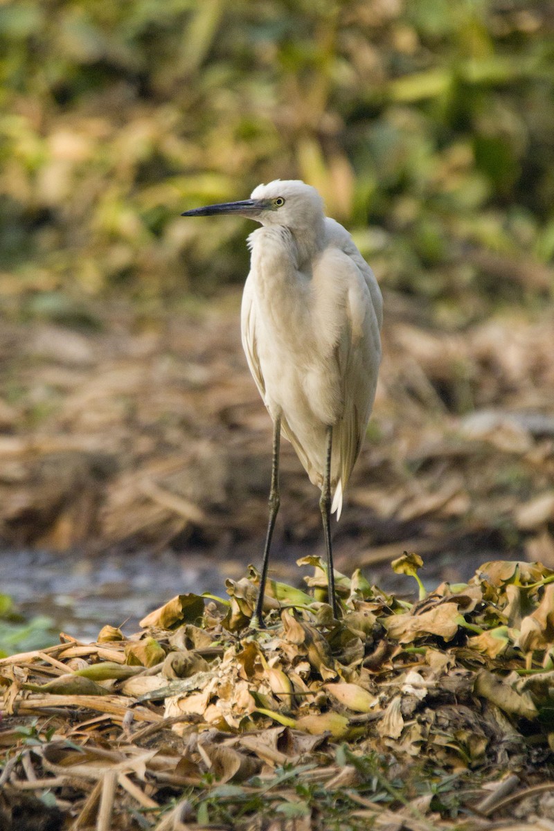 Little Egret - Harmeet Basur