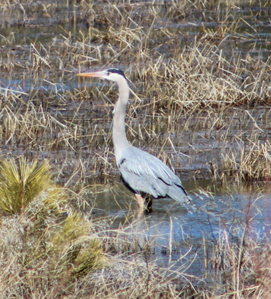 Garza sp. (Ardea sp.) - ML616511769