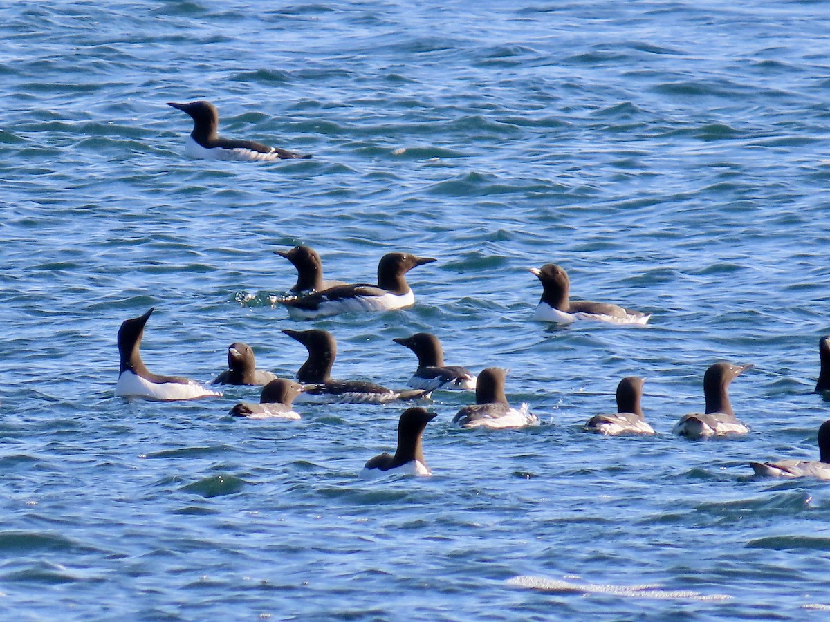 Common Murre - Dan Mottern