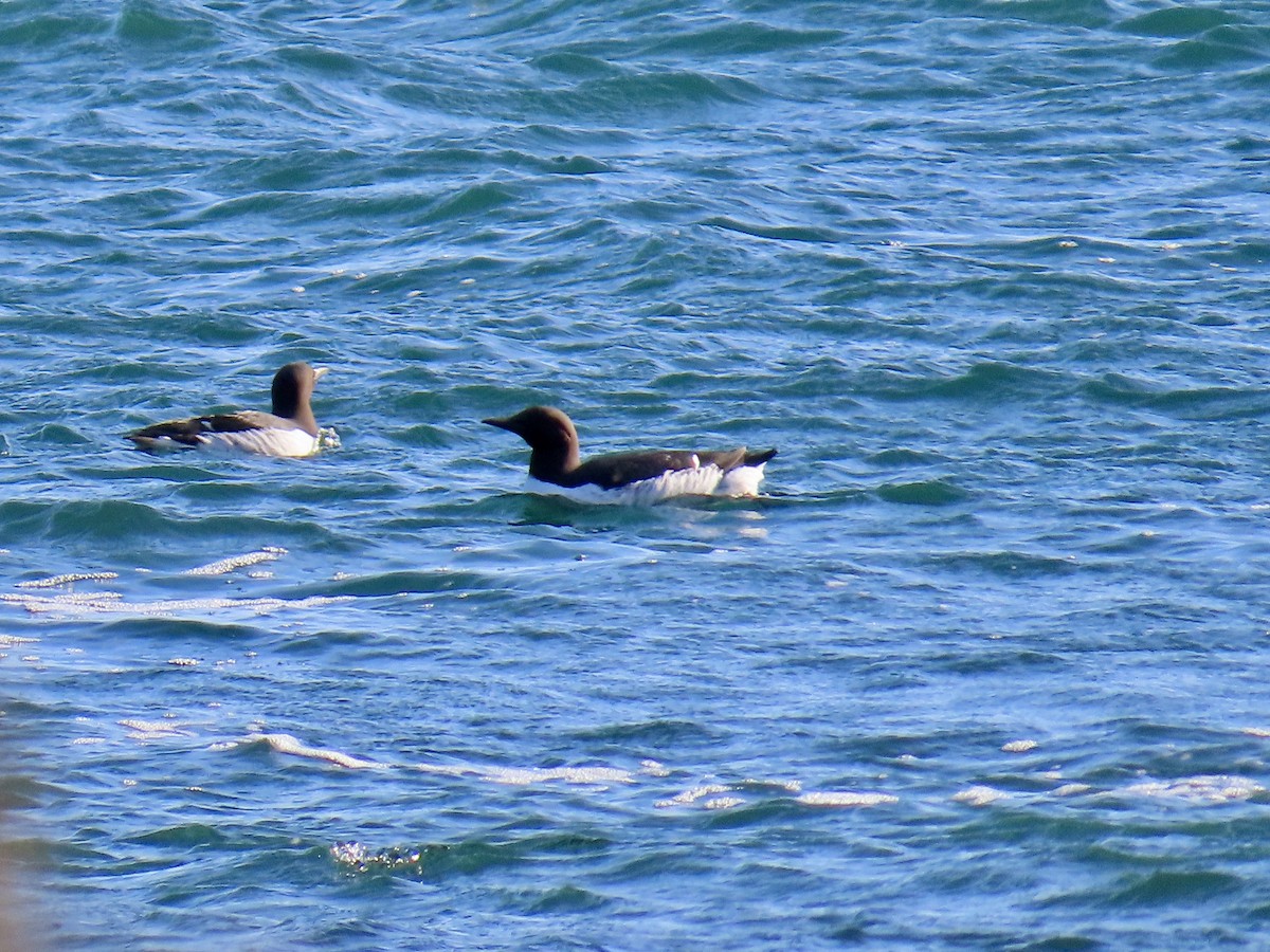 Common Murre - Dan Mottern