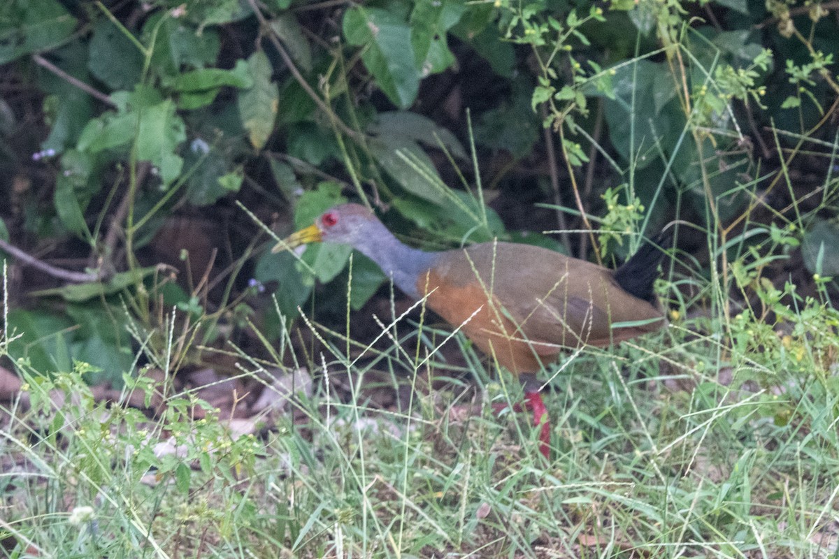 Gray-cowled Wood-Rail - Ted Kavanagh