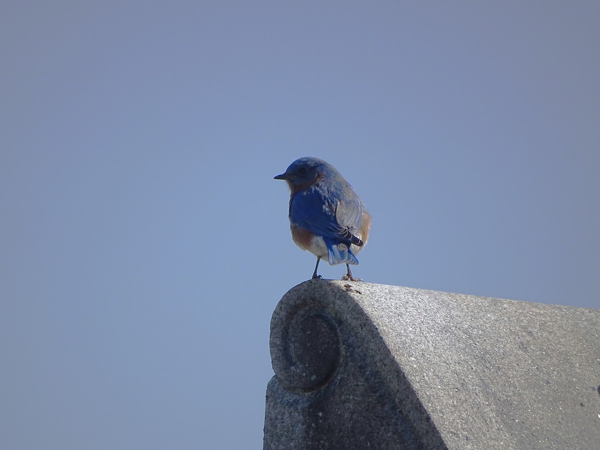 Eastern Bluebird - ML616511868