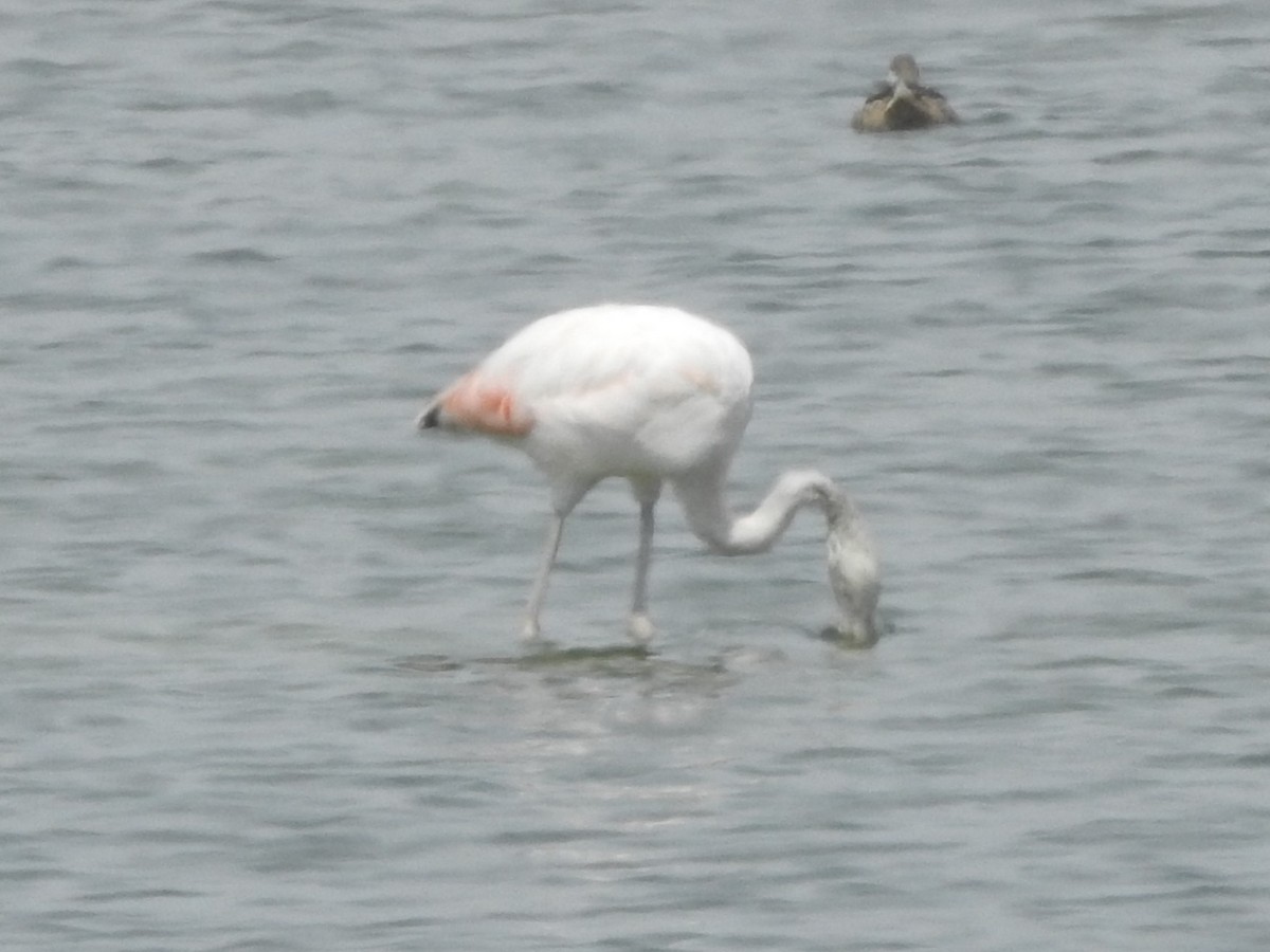 Chilean Flamingo - ML616511934