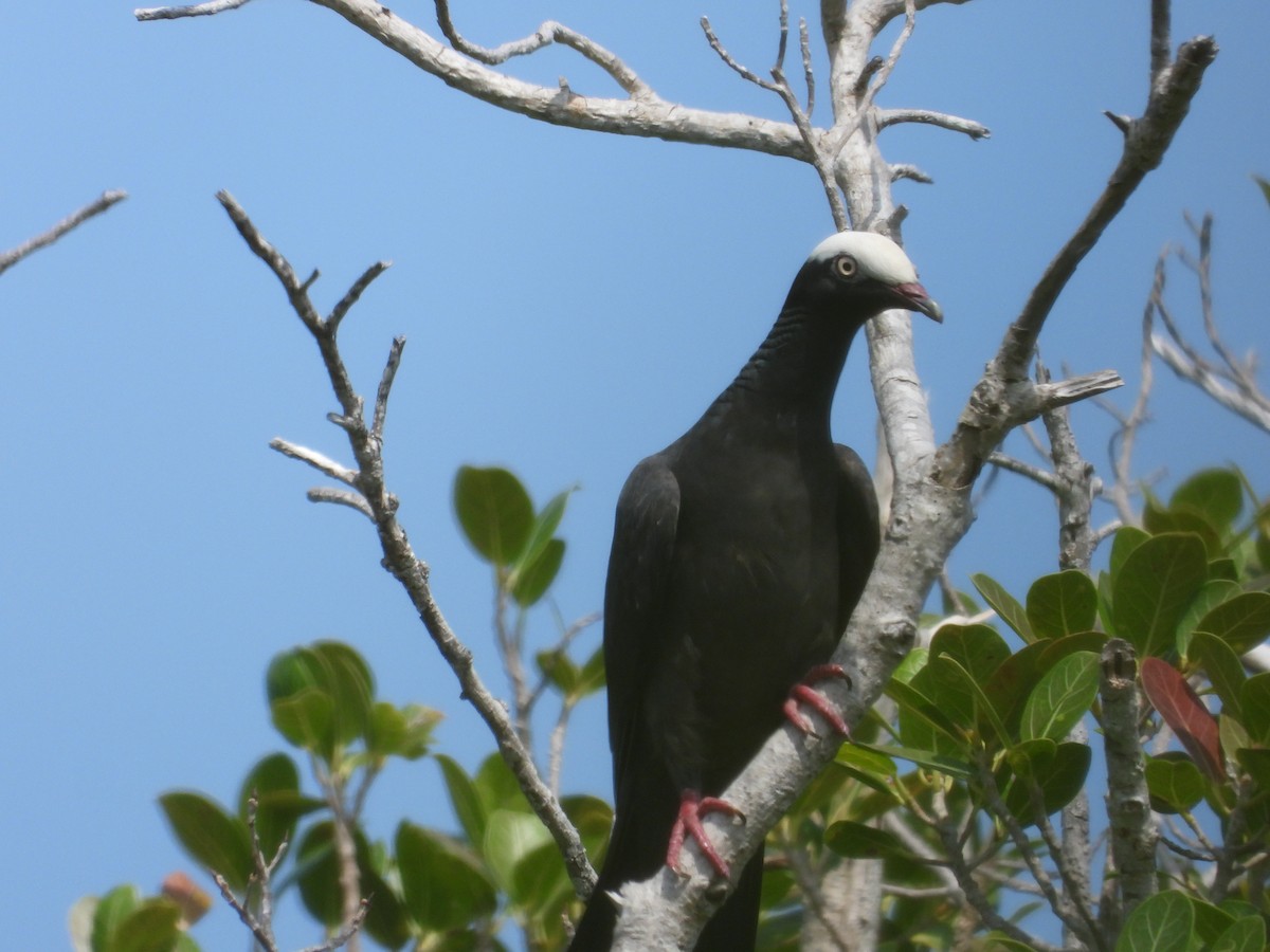 White-crowned Pigeon - ML616511935