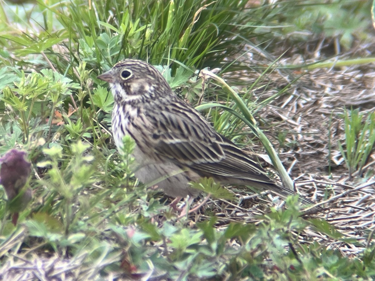 Vesper Sparrow - Kevin Kubach