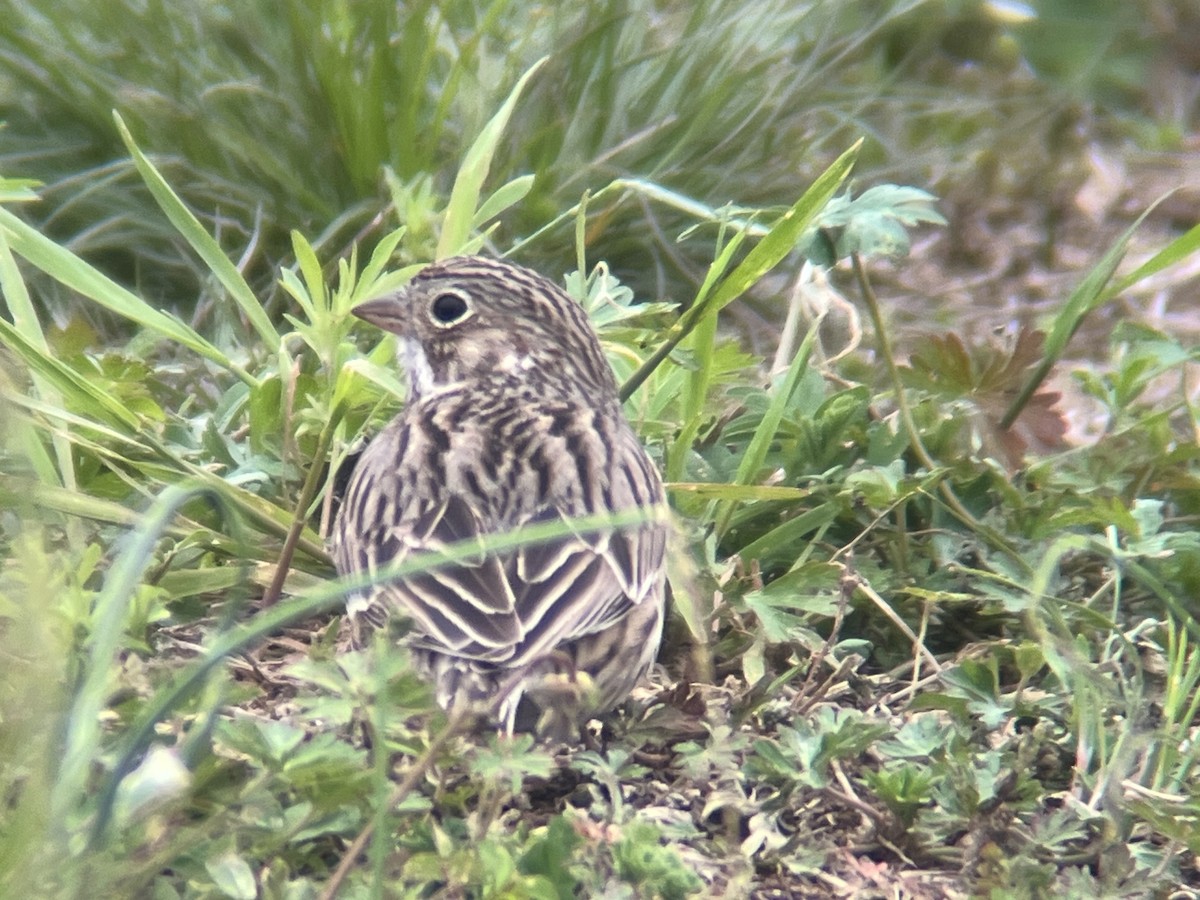 Vesper Sparrow - ML616511986