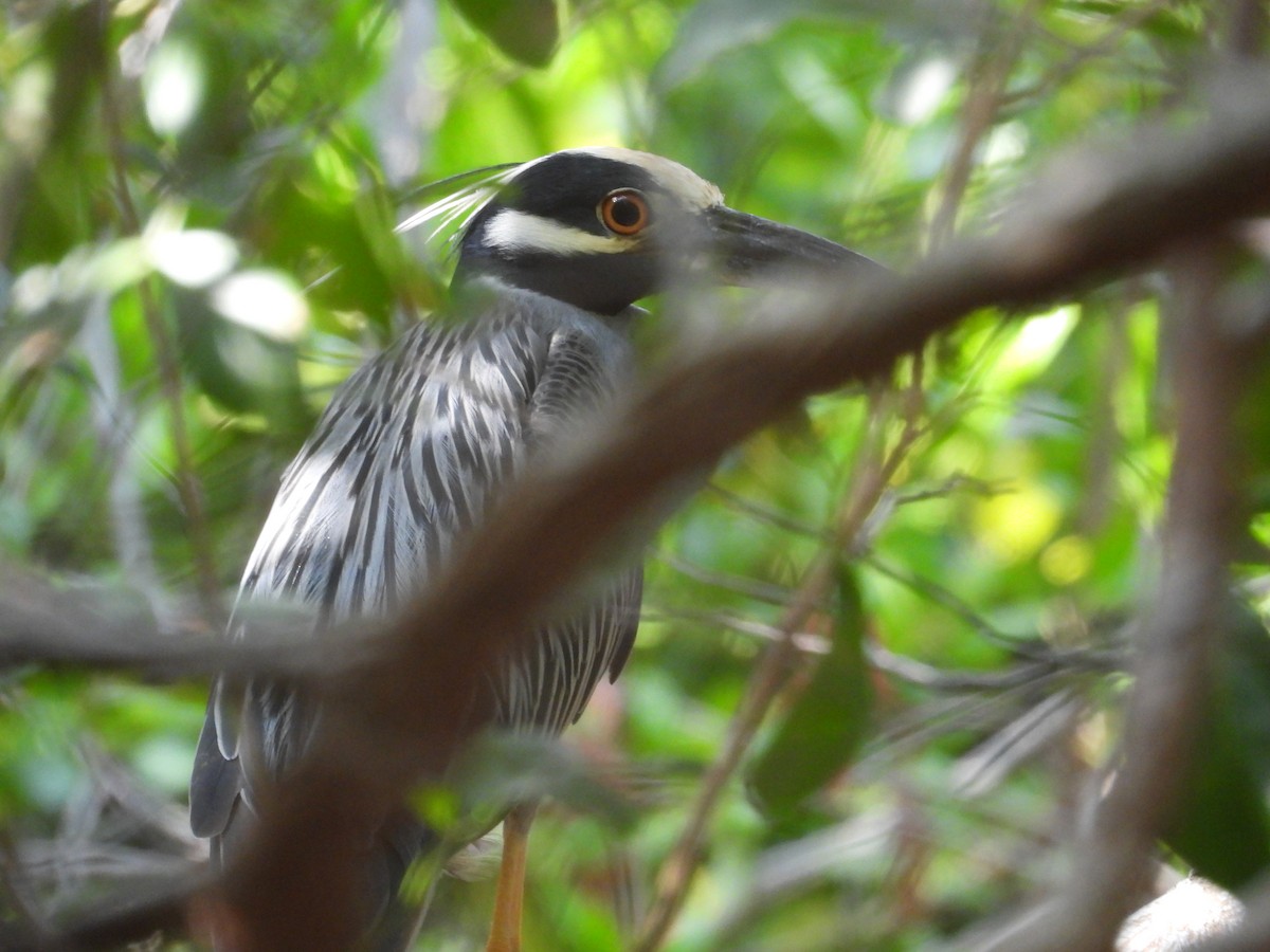 Yellow-crowned Night Heron - ML616511991