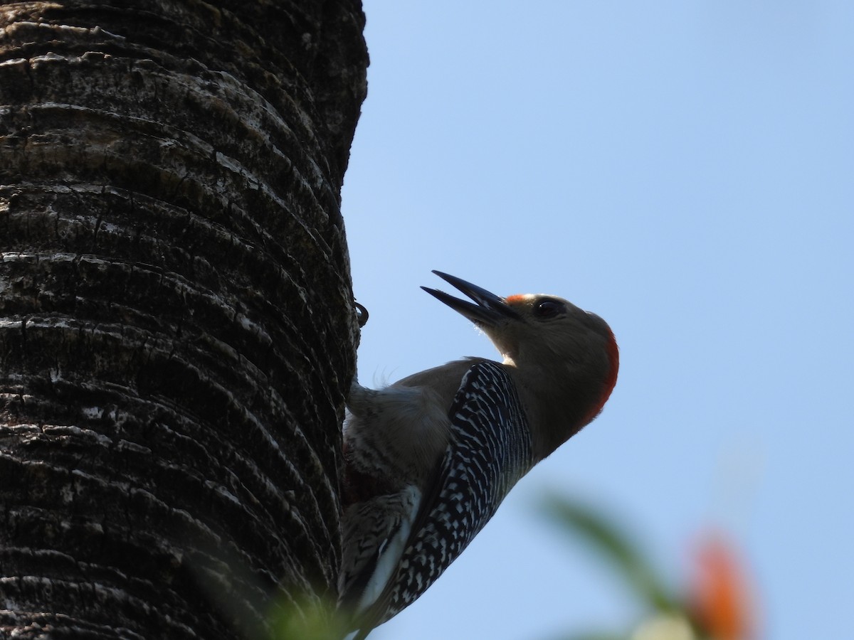 Golden-fronted Woodpecker - ML616512002
