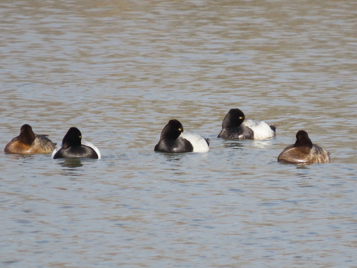 Lesser Scaup - ML616512003