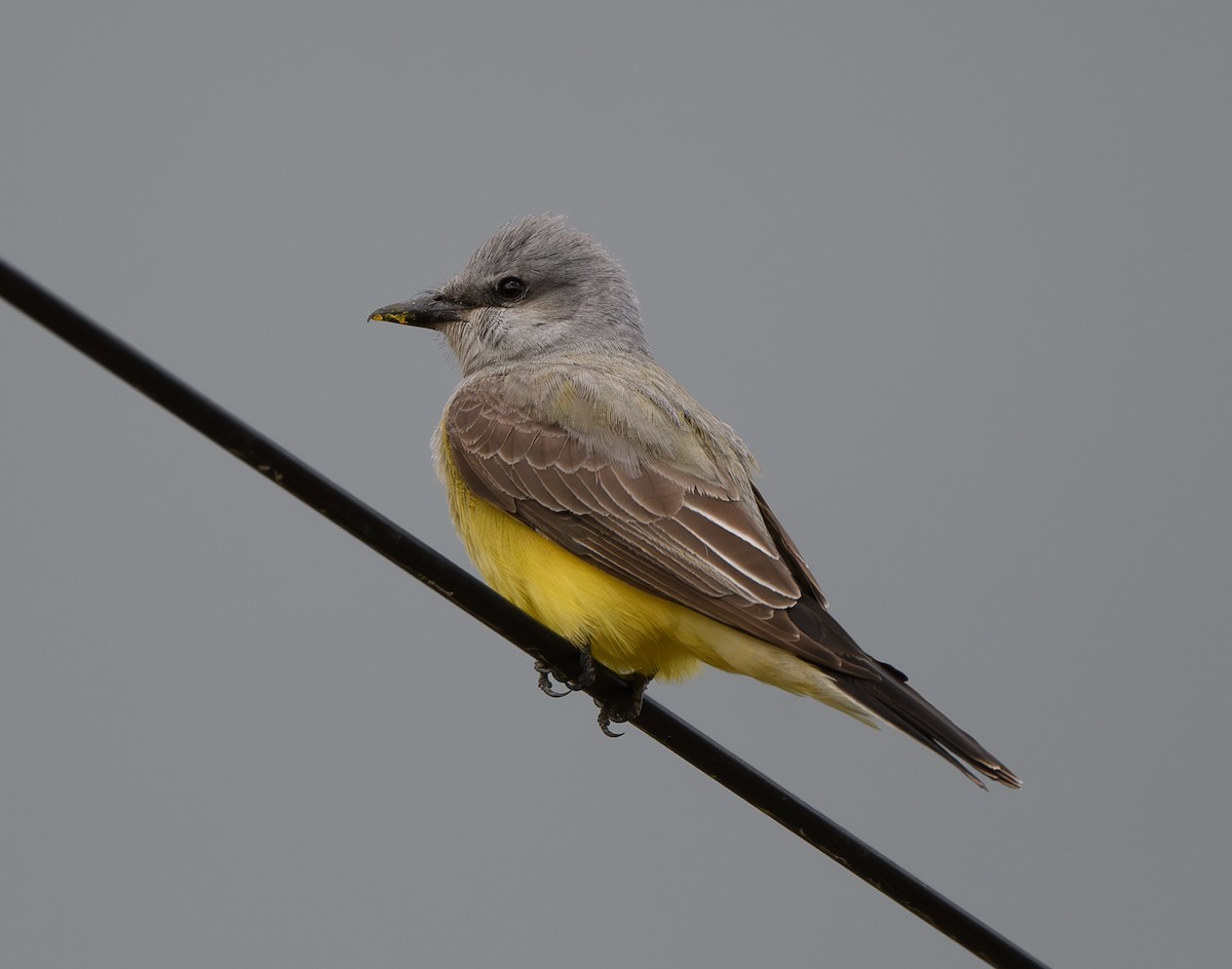 Western Kingbird - Joshua Greenfield