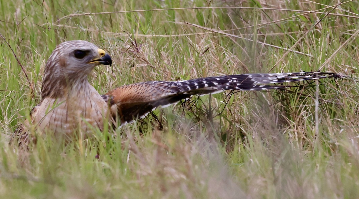 Red-shouldered Hawk - ML616512093