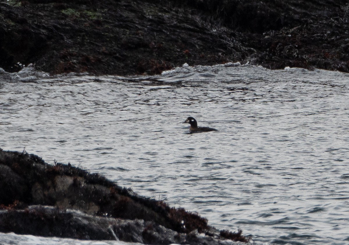 Harlequin Duck - ML616512103