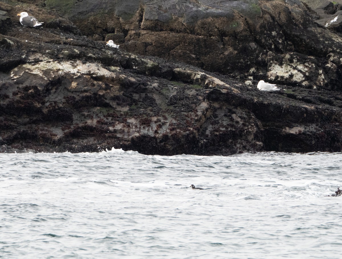 Harlequin Duck - ML616512104