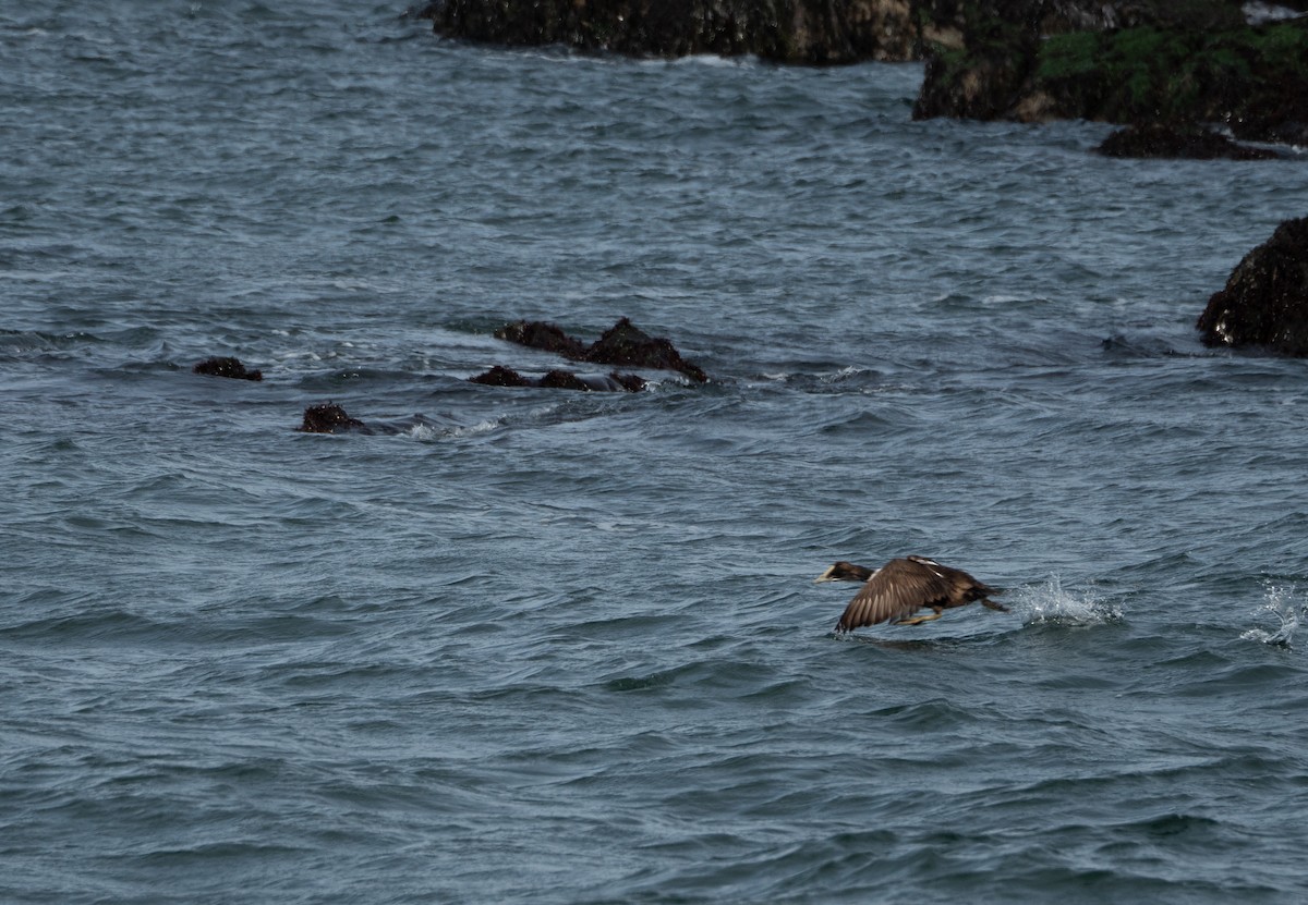 Common Eider - ML616512131