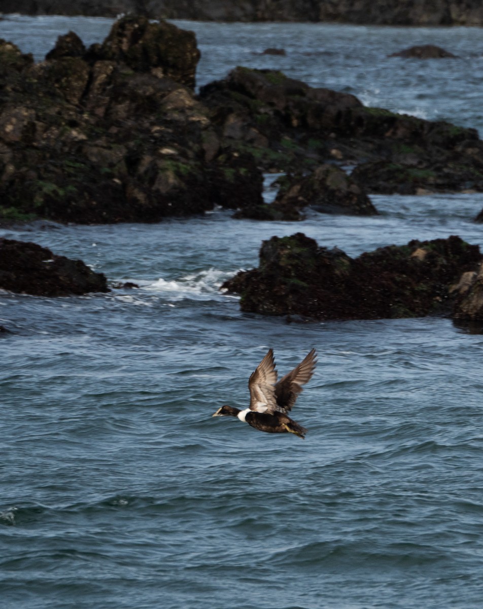 Common Eider - ML616512133