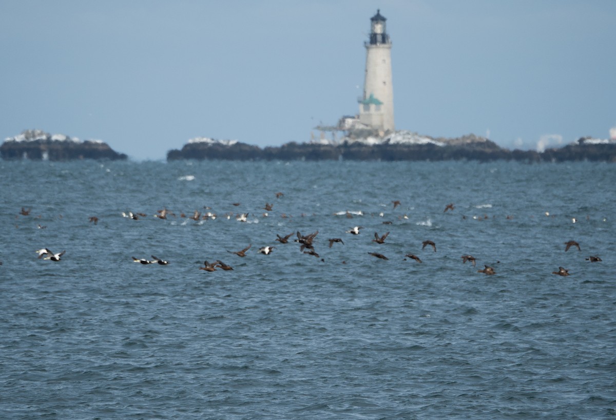 Common Eider - ML616512136