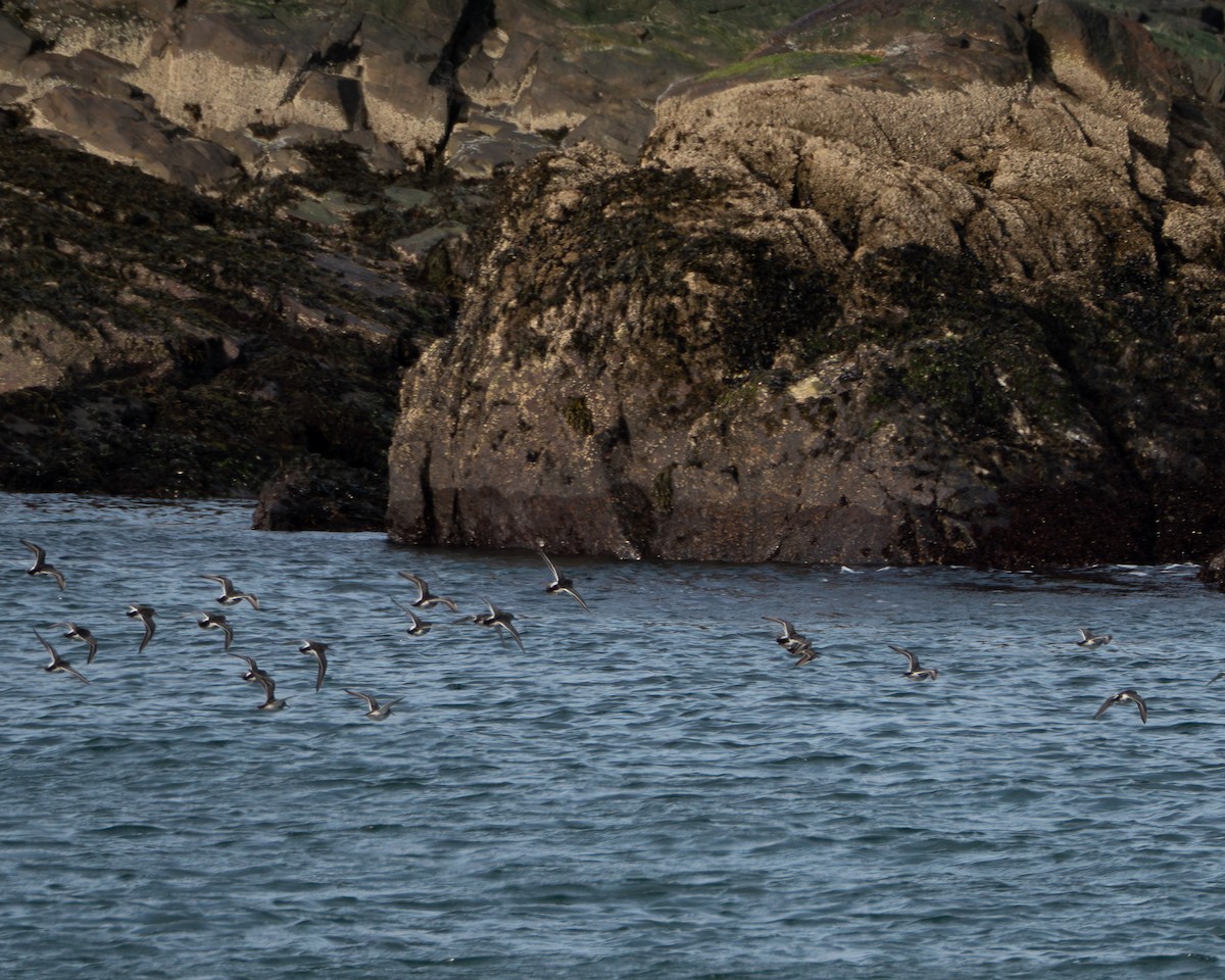 Purple Sandpiper - ML616512143