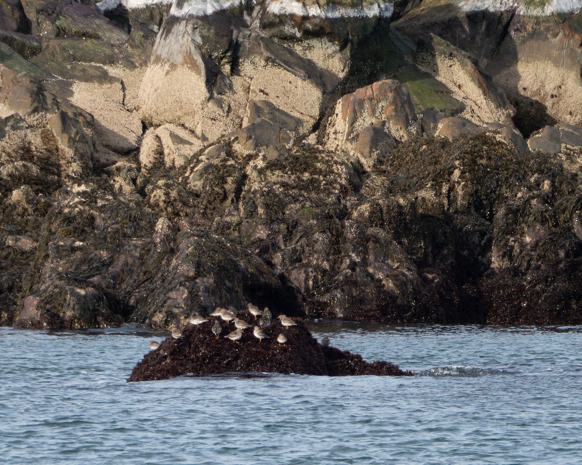 Meerstrandläufer - ML616512147