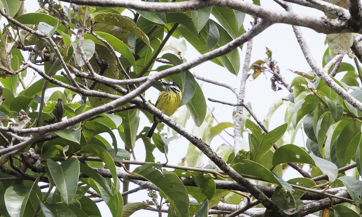 Painted Tody-Flycatcher - ML616512162