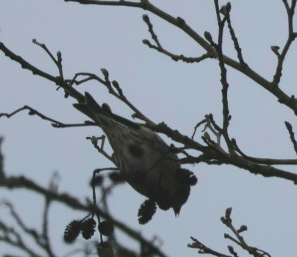 Eurasian Siskin - howard  taffs