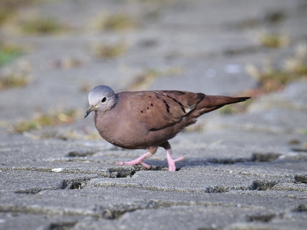 Ruddy Ground Dove - Santiago Chávez