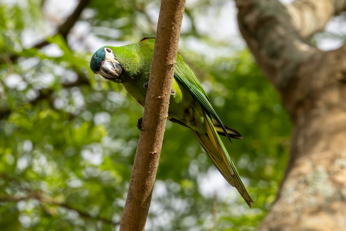 Red-shouldered Macaw - Mason Flint