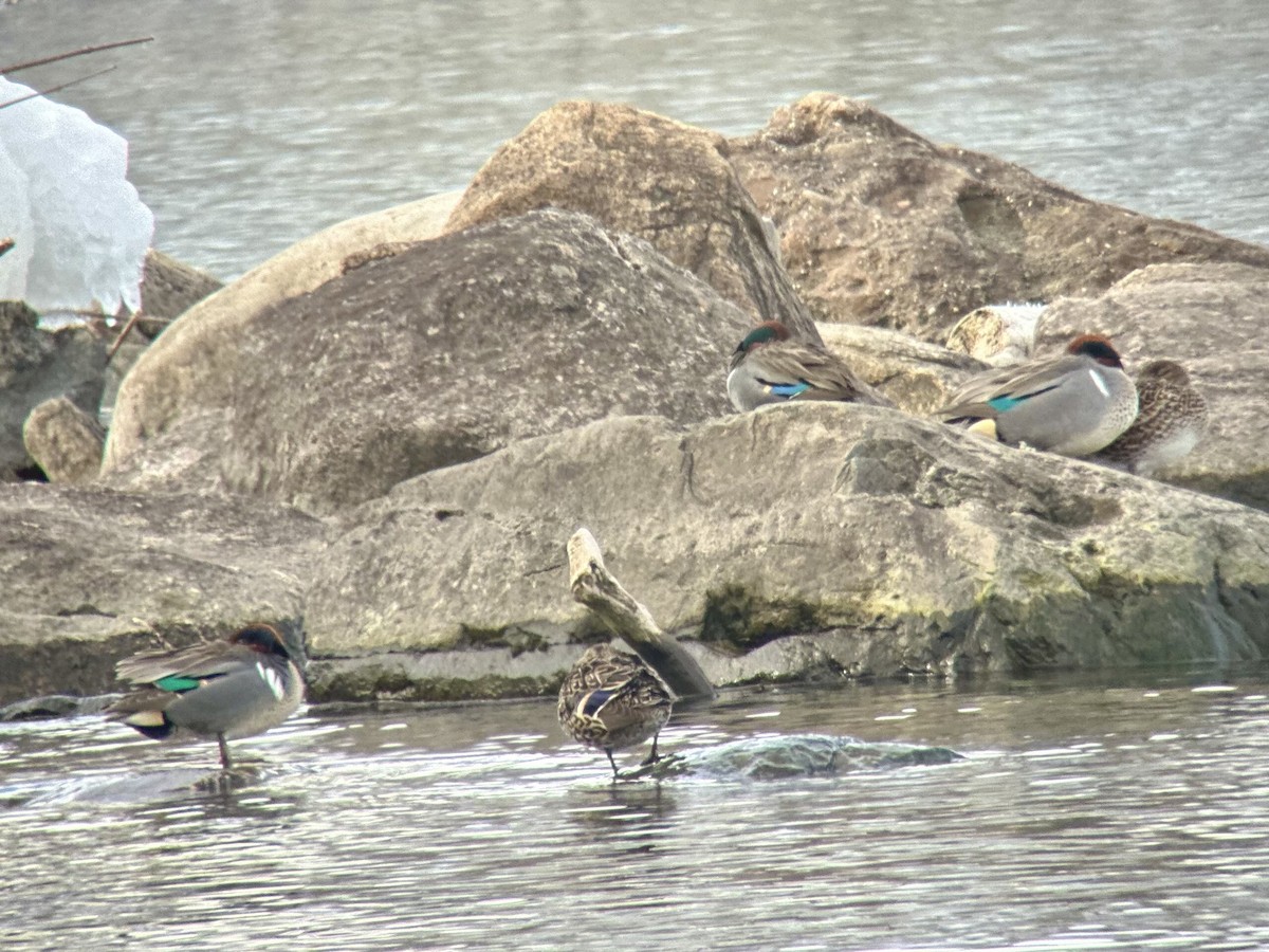 Green-winged Teal - ML616512281