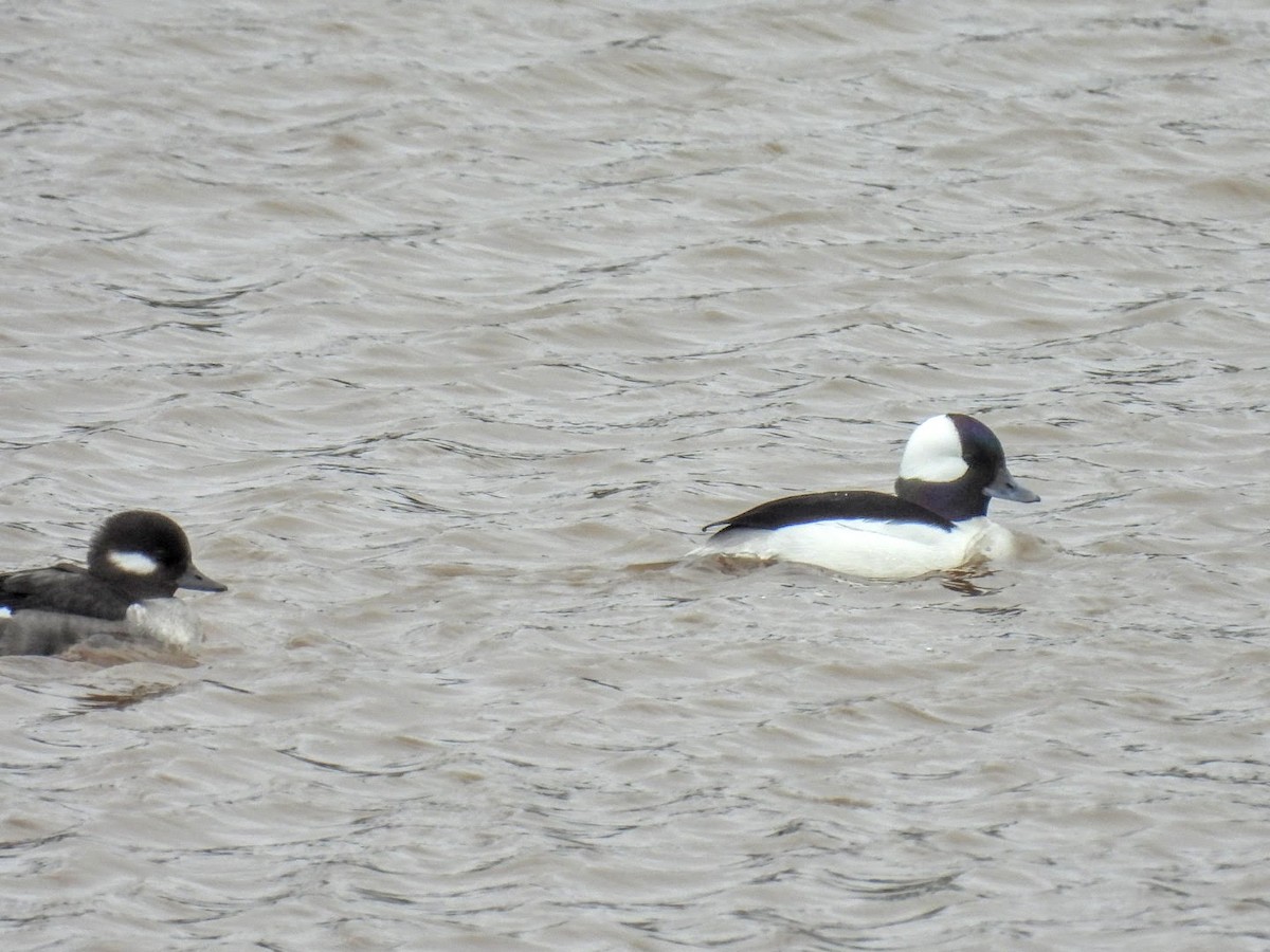 Bufflehead - ML616512289